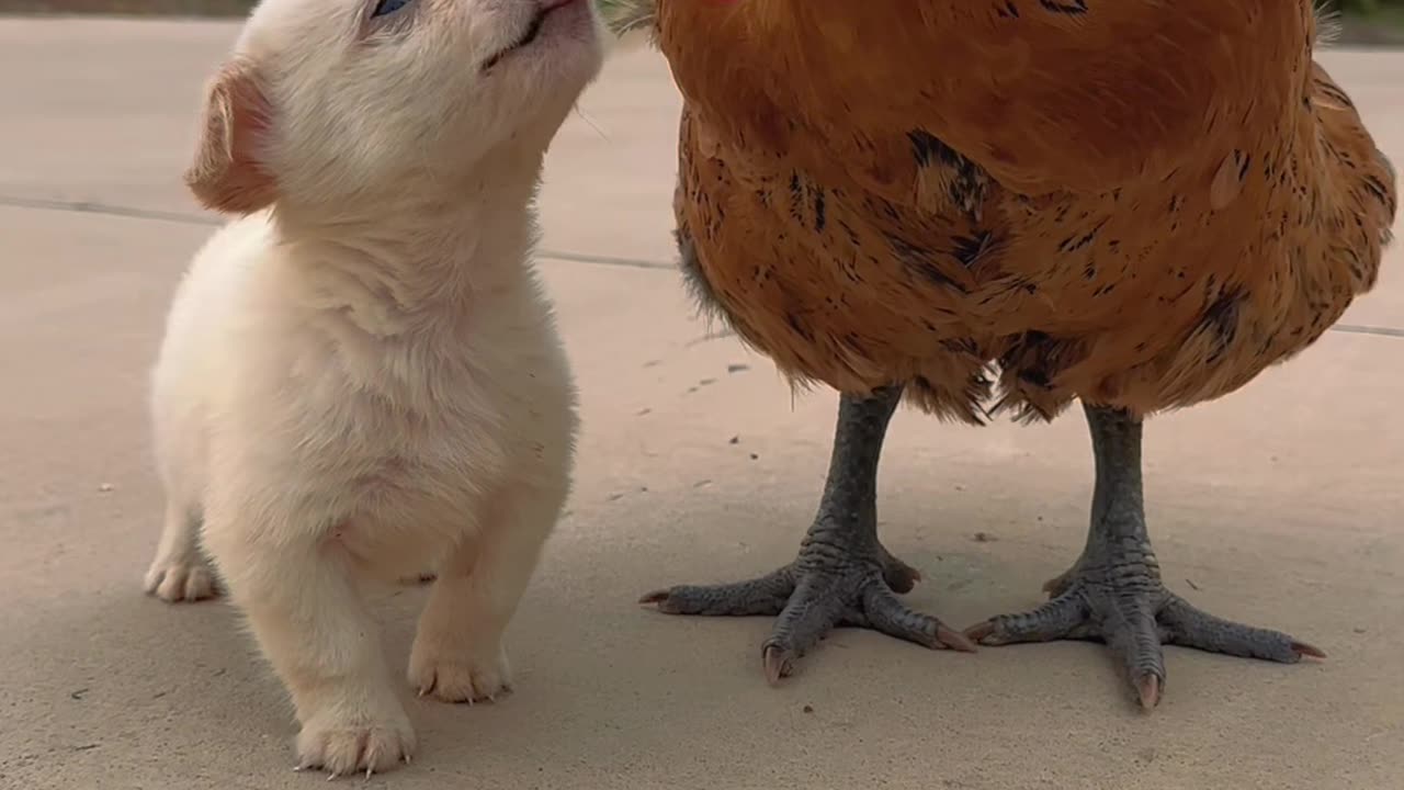 Chicken and puppy