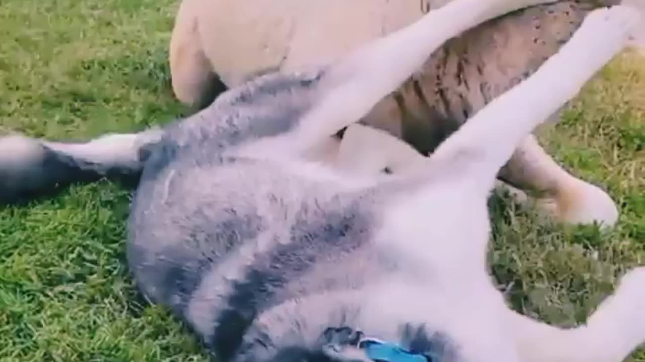 "Unlikely Friendship: Husky and Camel Play Together on Green Terrace!"