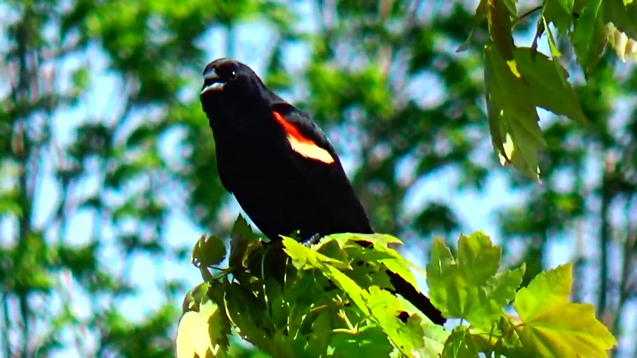 Red-winged blackbird