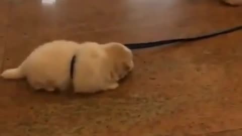 Cute and funny animals