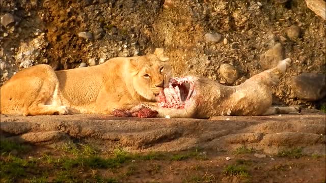 lion eating after hunting