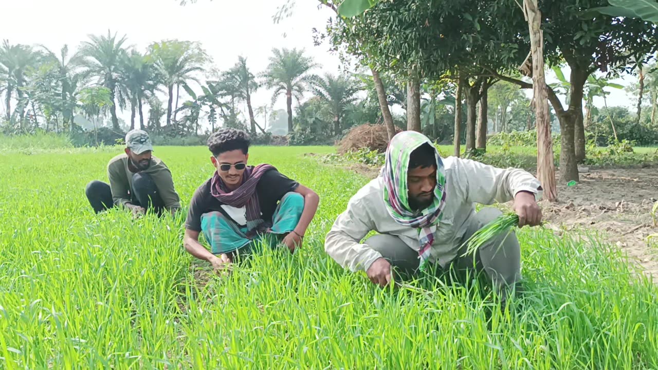 Bangladeshi farmers