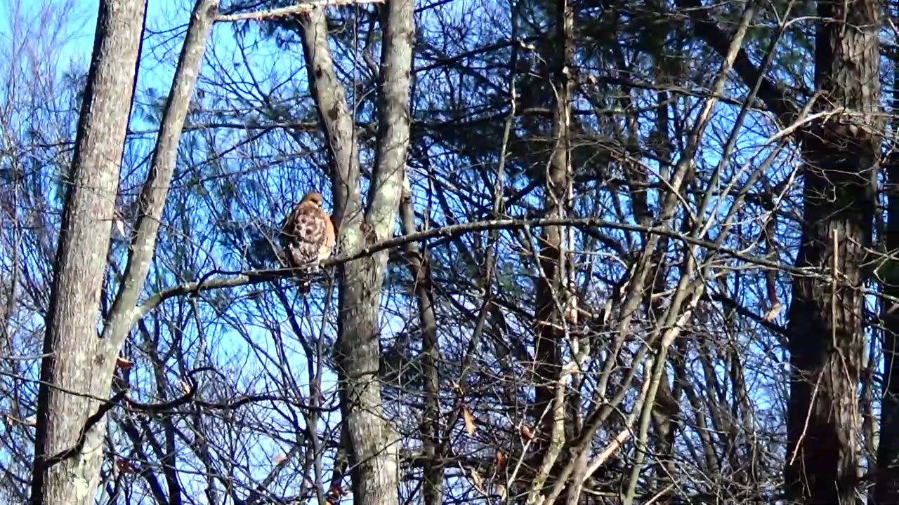 Red-shouldered hawk