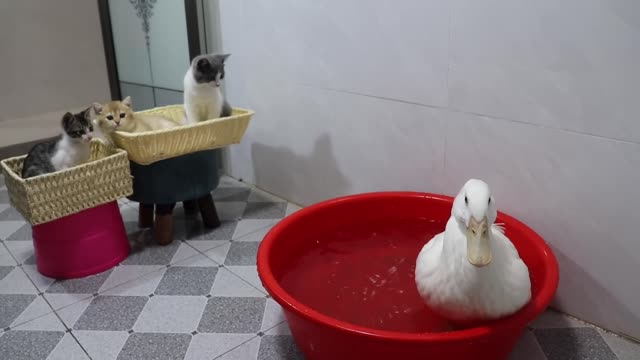 The kitten's reaction to watching the big duck take a bath for the first time