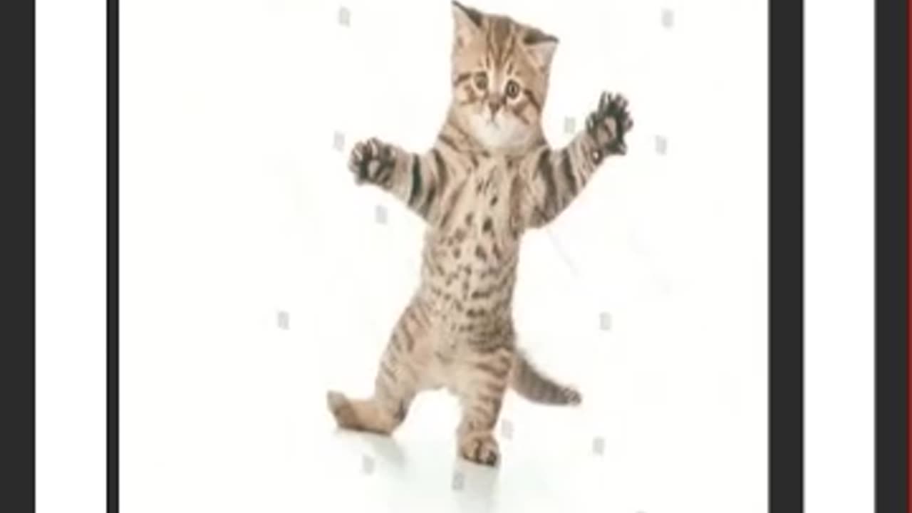 The cat's special dance