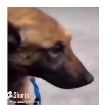 Yo hooman your feet REEK!!! 🤮🤮🤮 || Funny Dog Clips