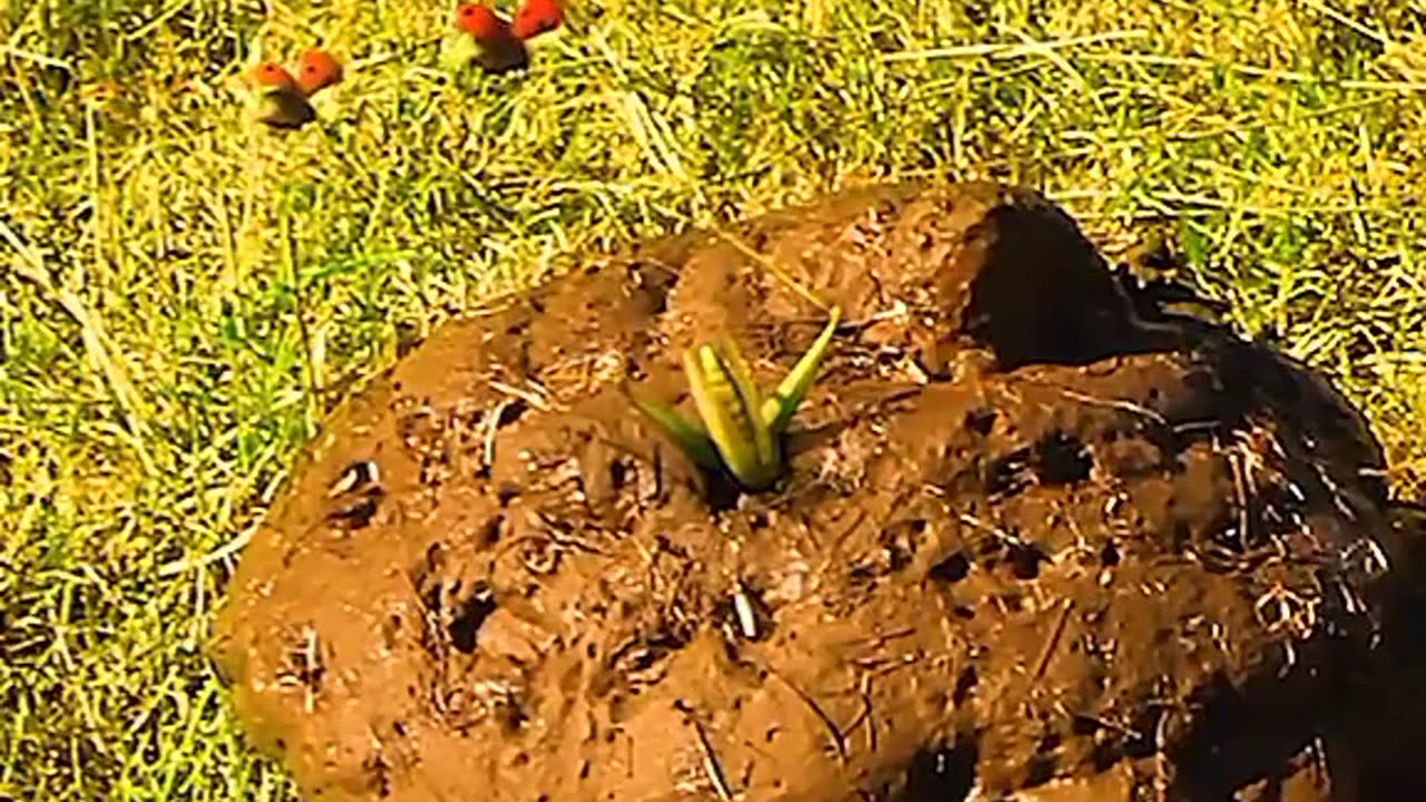 Green grasshopper