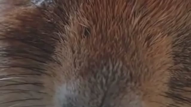 DA RULES for owning a prairie dog ✅ ig posetyu