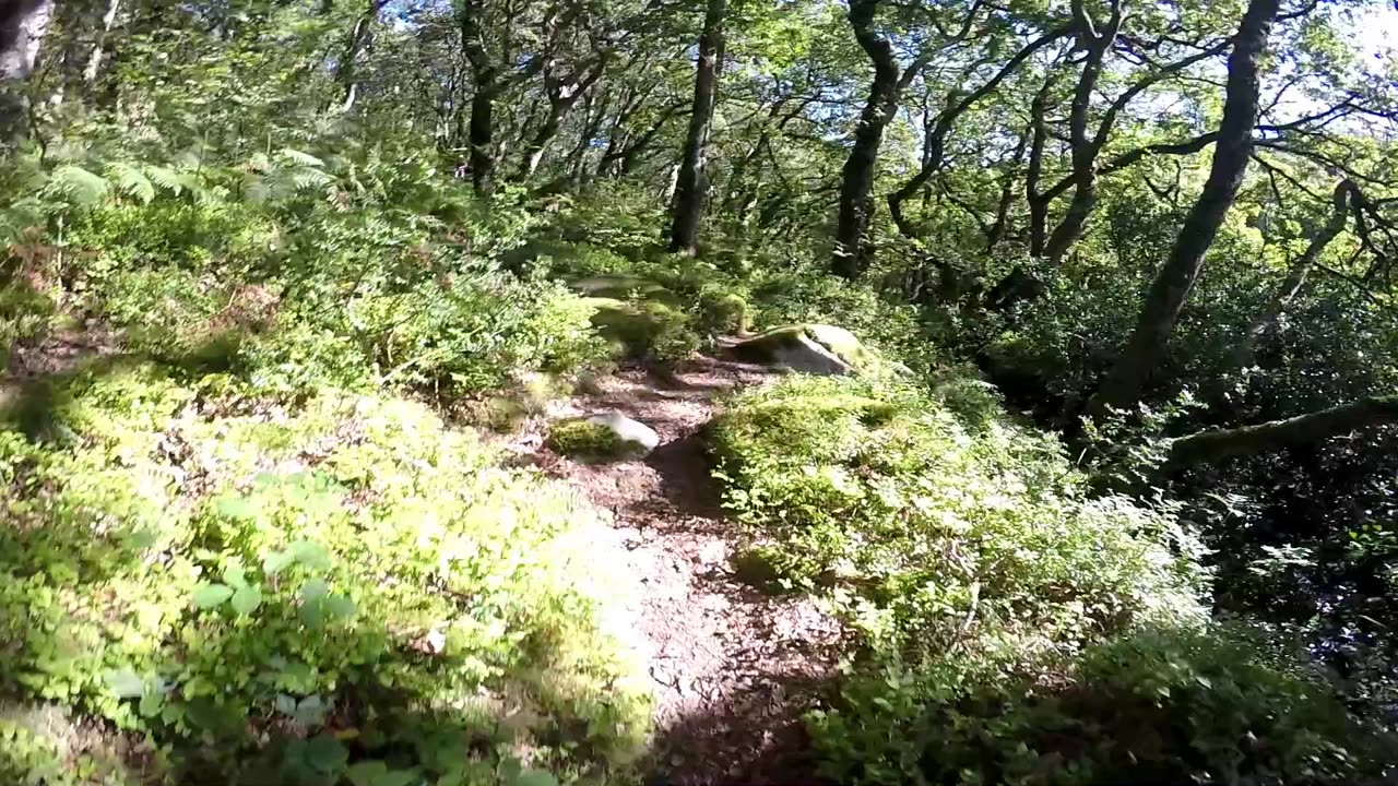 Shaw Prior Dartmoor Devon walks Sight and Sounds 2022