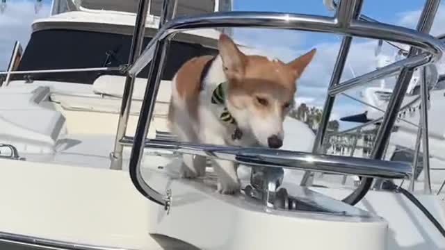 Everyone applaud Cooper pls #corgi #dogsoftiktok #puppy #boat