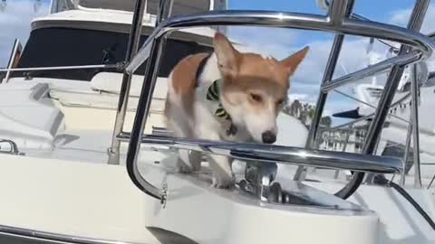 Everyone applaud Cooper pls #corgi #dogsoftiktok #puppy #boat