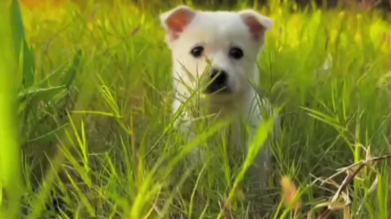 Cute Puppies Video That Will Make You Smile. #puppies #funny #puppy #dogs