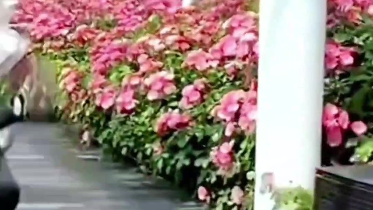 Funny video