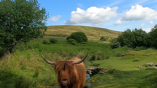 Highland cow. In Dartmoor. In a brook