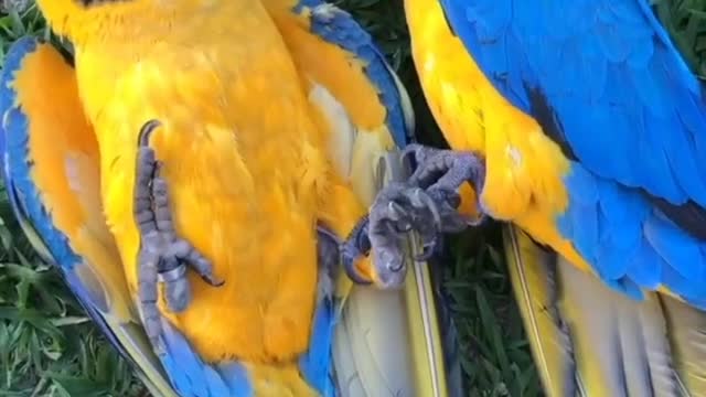 A pair of parrots are playing while they are lying on the grass