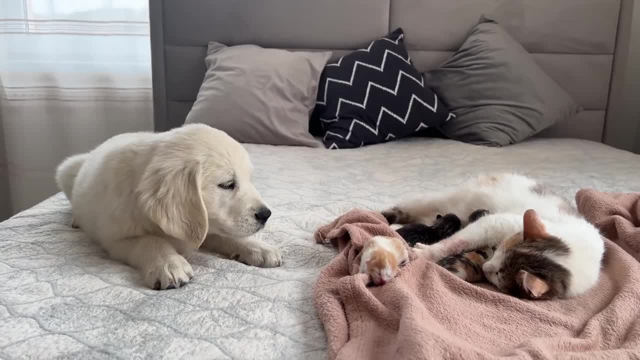 Golden Retriever Puppy Meets Mom Cat with Newborn Kittens for the First Time