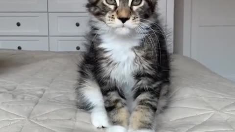 Maine Coon