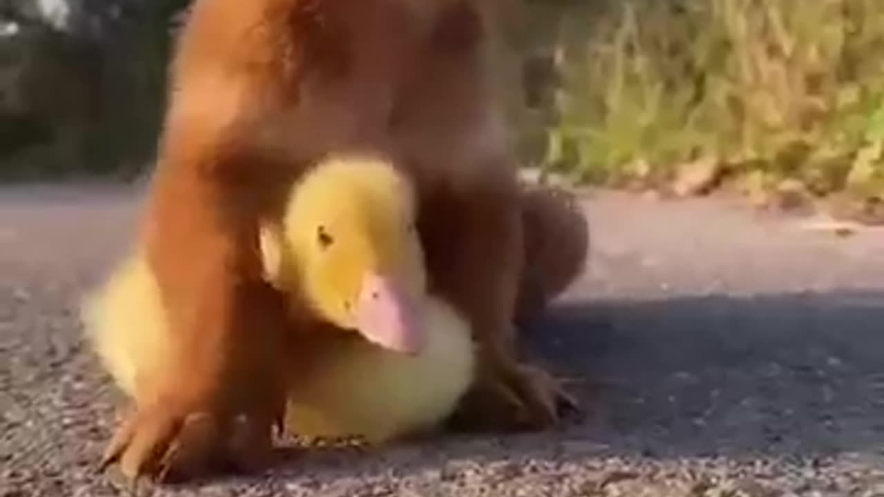 Funny video