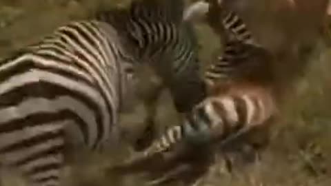 Zebra Mother Protects her child