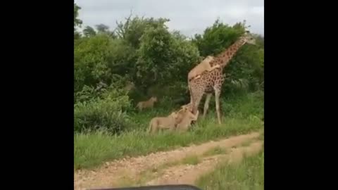 wild nature lions tigers and jaguars fight for survival