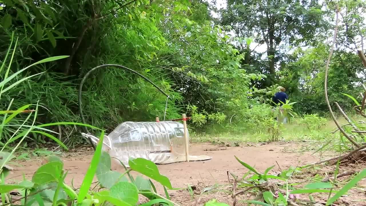 Creative Unique Quick Parrot Trap Using 5 Liters Bottle, Paper And Woods - Bird Trap Working 100%_p8