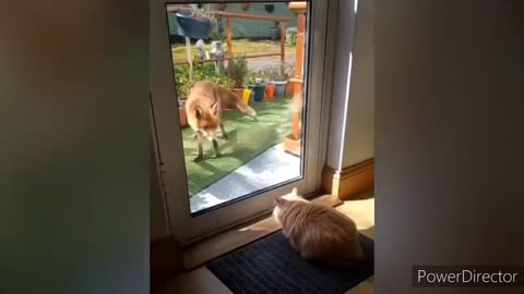 Funny moments of cats 😻😻🤣... Most beautiful and funny moments