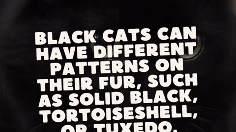 Black Cats can have different Patterns