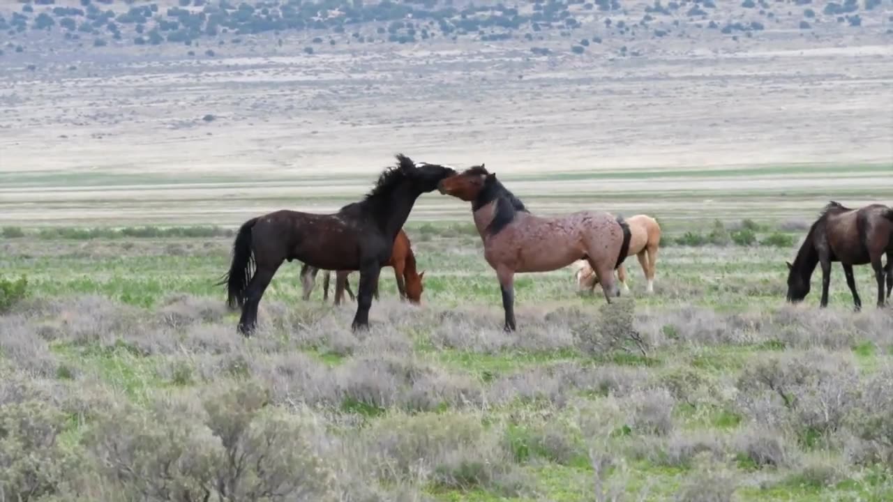 Beautiful wild horses running relaxing music 4k Ultra HD video