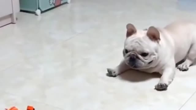 Cute little Bulldog plays with a toy Car..