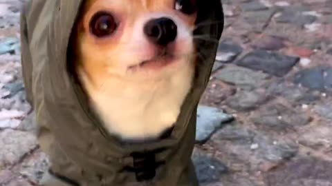Viral dog waking