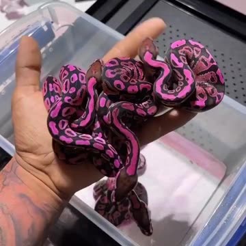 Snakes with beautiful and attractive colors. 🙂