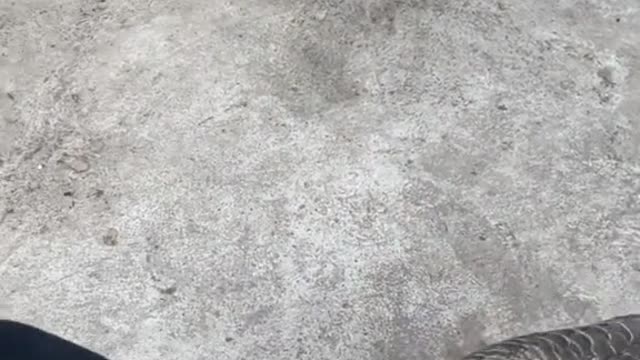 Poor Goose