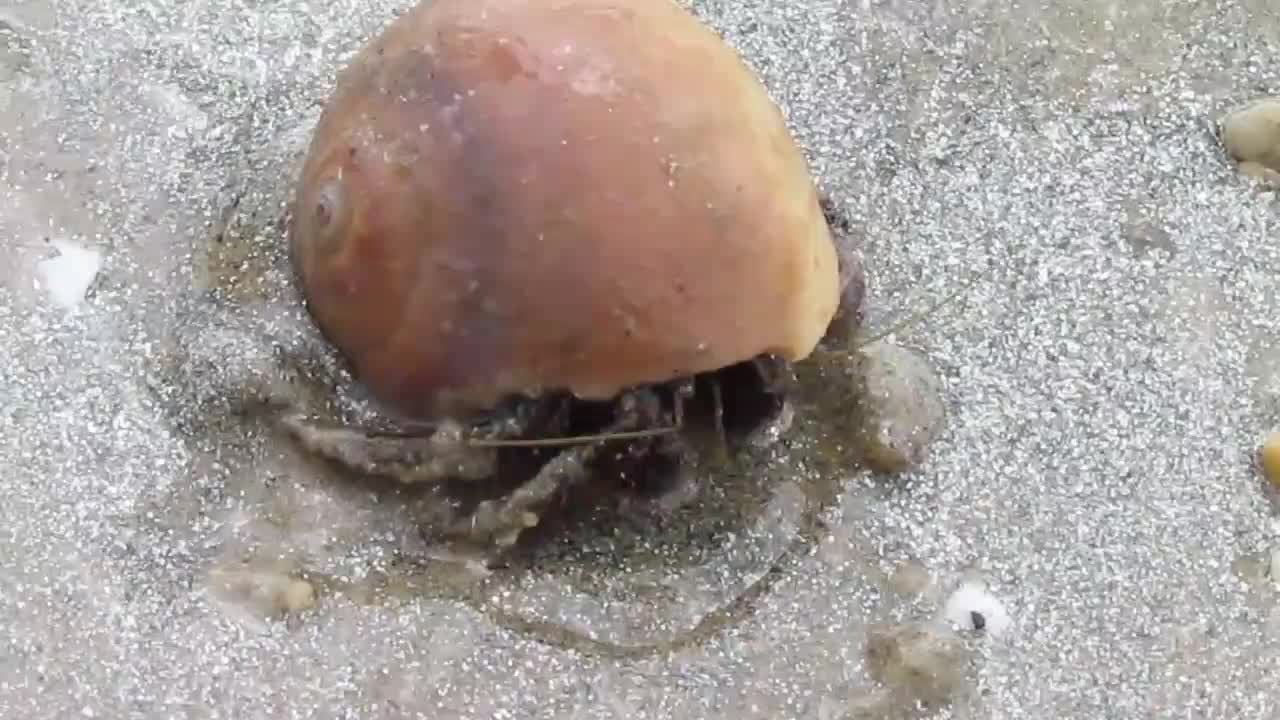 Crabs eat snail meat