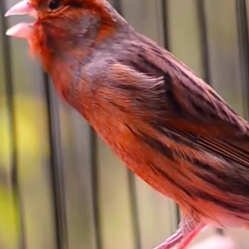 Beautiful bird sounds in the world4