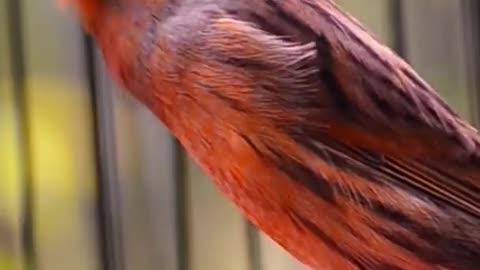 Beautiful bird sounds in the world4