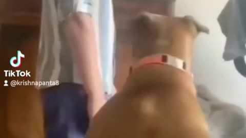 Animals Videos Compilation | Funny and Cute Moment of the Animals #3 Cutest Animals