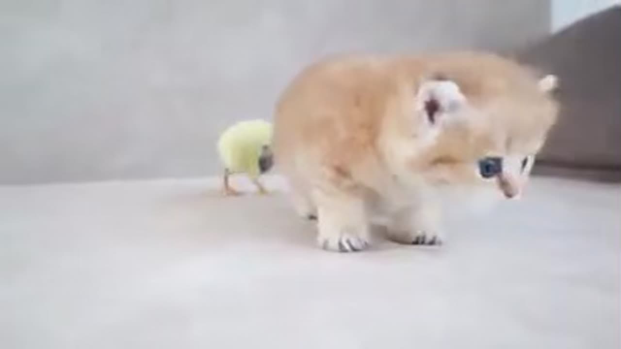 Baby # cat viral video