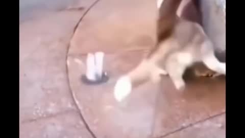 Funniest Animals 🐧 - Best Of The 2020 Funny Animal Videos 😁 - Cutest Animals Ever #16