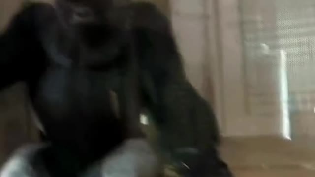 Dad Gorilla Knew He Messed Up!