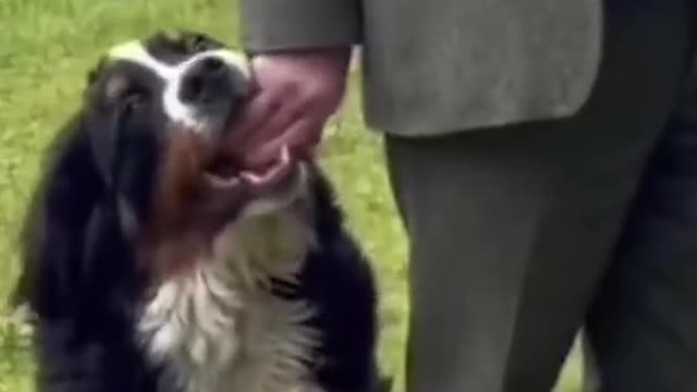 President of Ireland's dog vies for attention during television interview