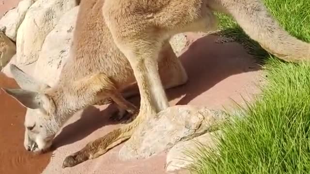 Wildlife zero distance kangaroo