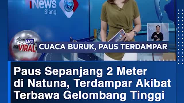 Paus Sepanjang 2 Meterdi Natuna, Terdampar Akibat Terbawa Gelombang Tinggi