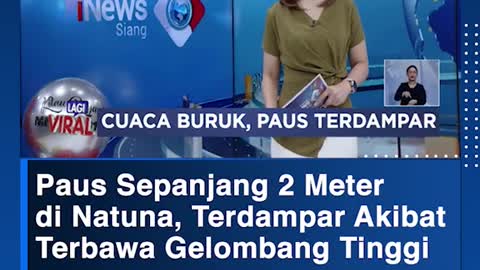 Paus Sepanjang 2 Meterdi Natuna, Terdampar Akibat Terbawa Gelombang Tinggi