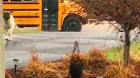 DOGS WAIT FOR CHILDREN AT BUS STOP