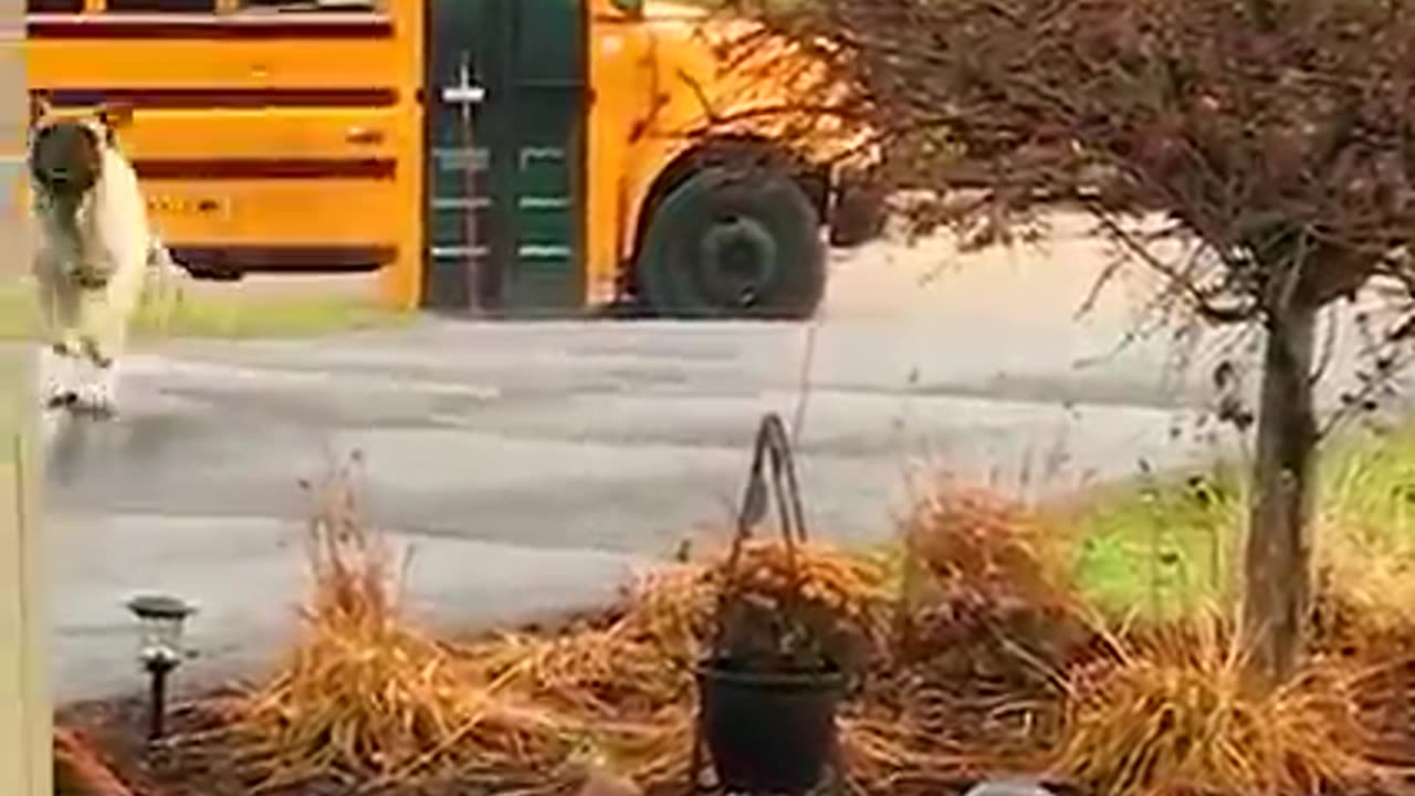 DOGS WAIT FOR CHILDREN AT BUS STOP