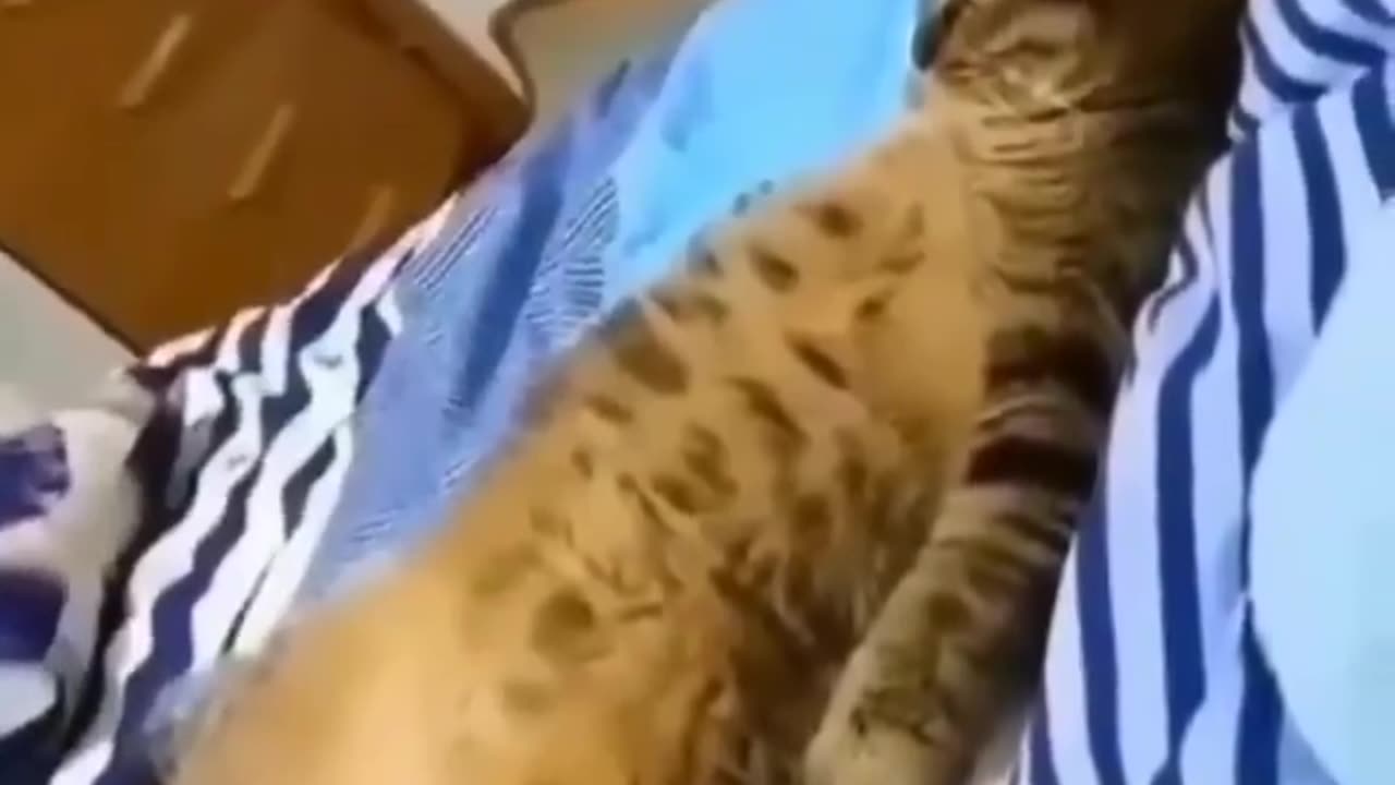 cat watching TV in funny way