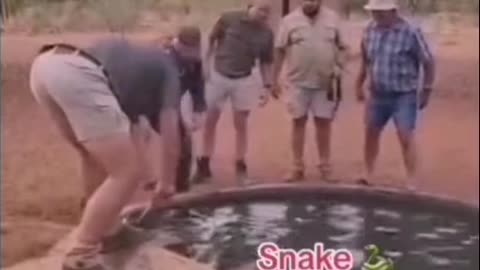 Python caught at a farm