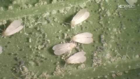 Aphids info