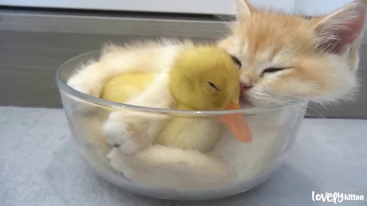 Kitten hugged little duck tightly, because he afraid that she'll leave