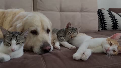 Golden Retriever and Funniest Cats You've Ever Seen!